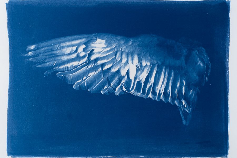 Cyanotype print of an outstretched wing of a bird. The species is unknown, as the museumspecimen that was photographed was not labelled.