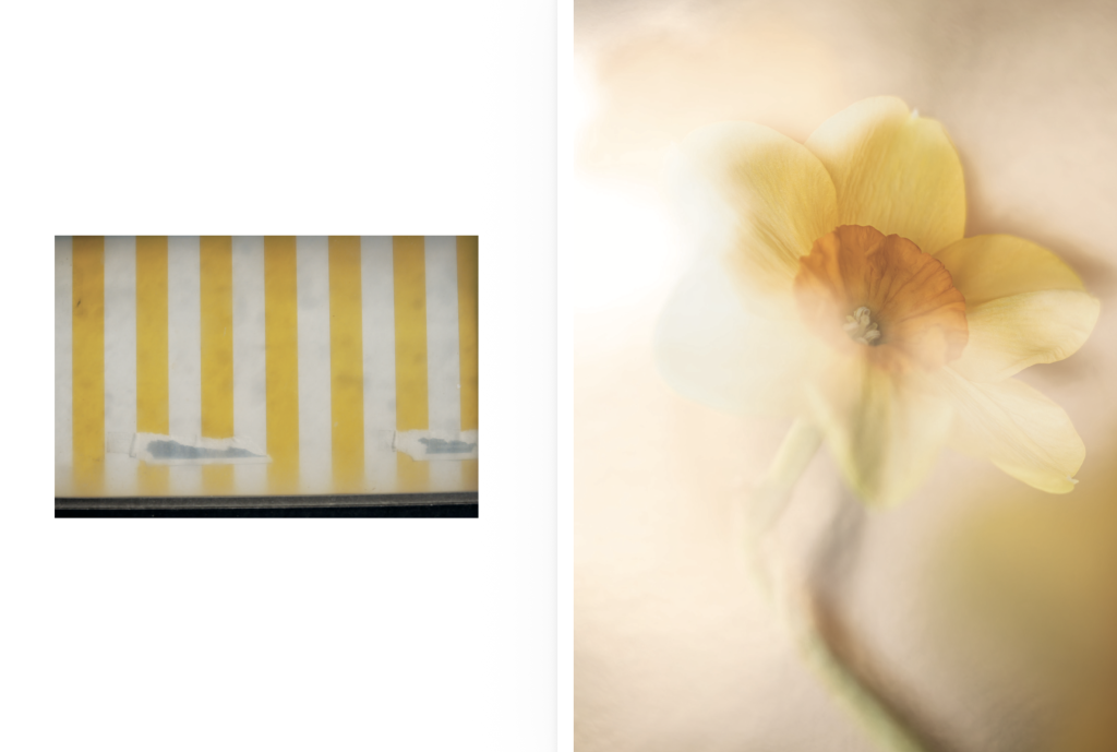 Photobook page spread with two pages: yellow and white striped awning and yellow daffodil in soft focus