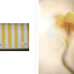 Photobook page spread with two pages: yellow and white striped awning and yellow daffodil in soft focus